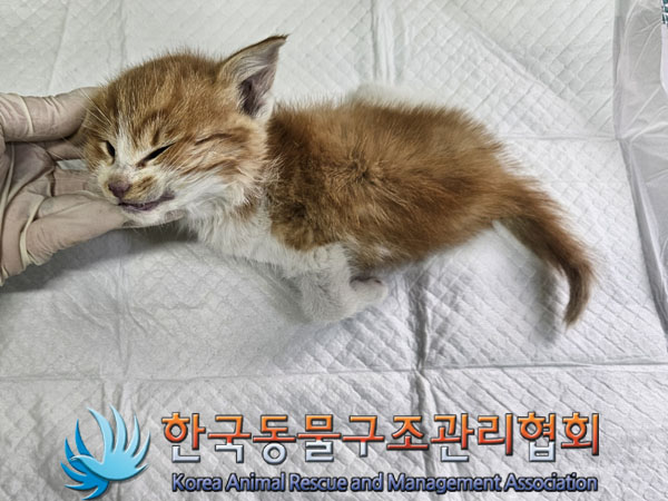 한국동물구조관리협회_411303202300679